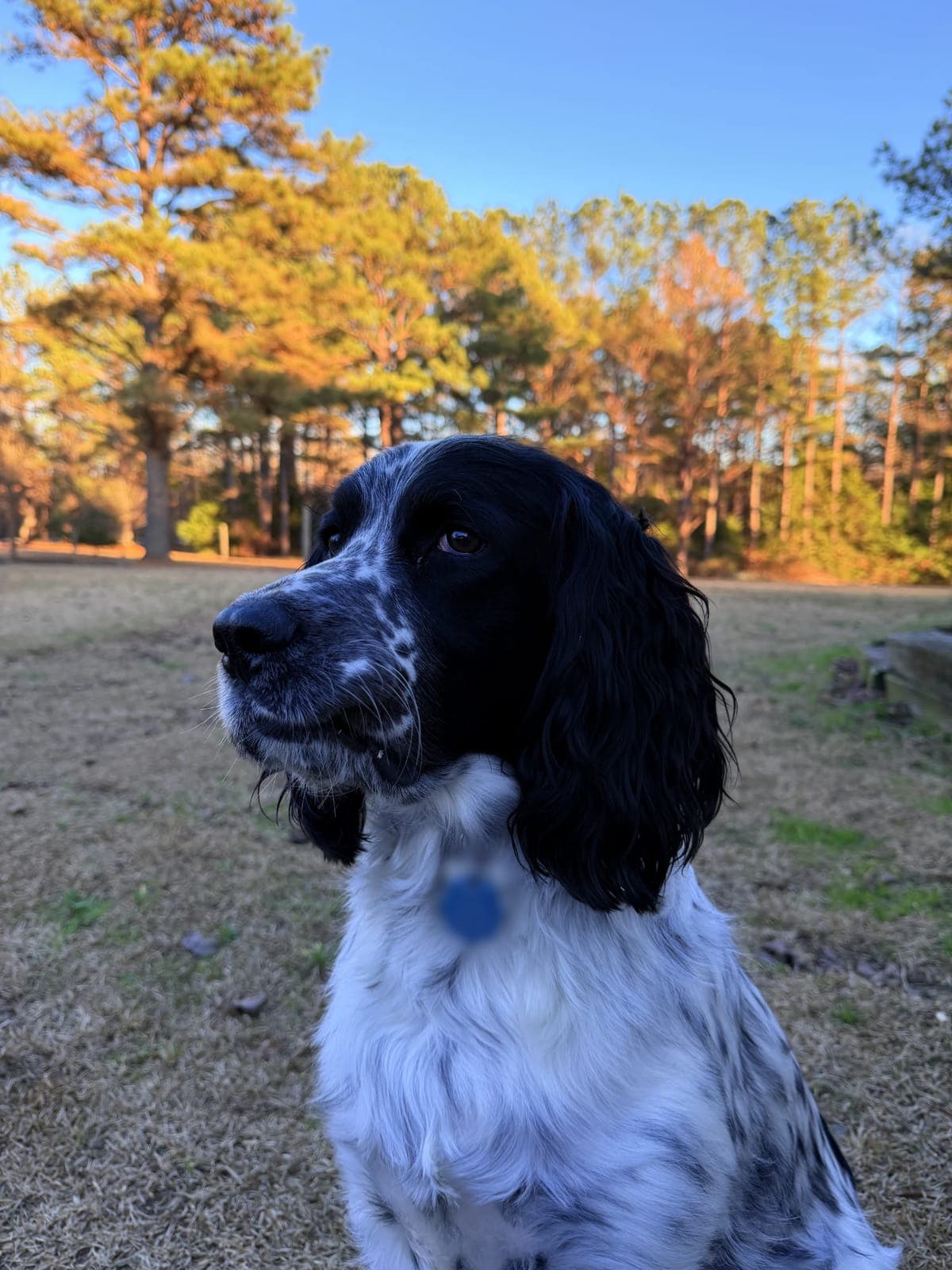 Scout, grown up, sitting in a yard with pine trees behind him at sunset